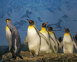 ペンギンの集団